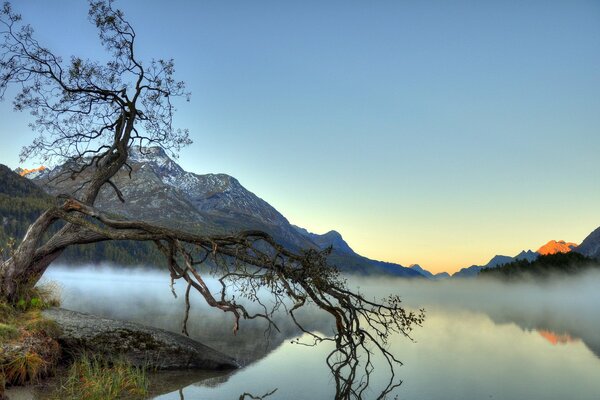Niebla sobre un lago de montaña y un árbol