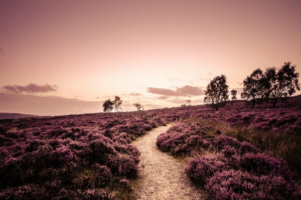 Ein Pfad, der von violetten Pflanzen umgeben ist und zu den Bäumen bei Sonnenuntergang führt