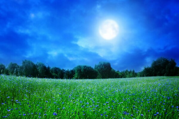 Clair de lune couvrant la clairière bleue