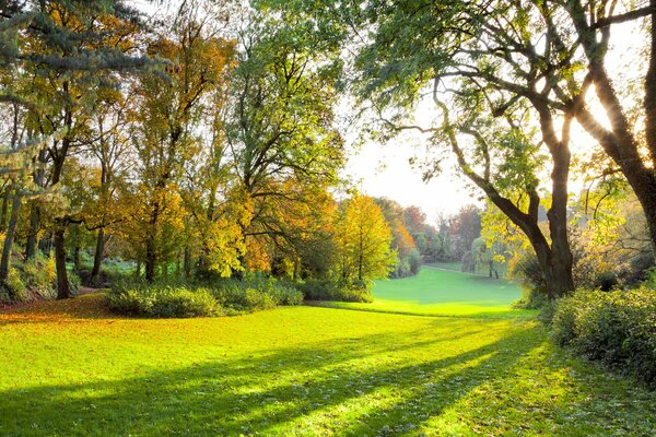 Hierba verde y árboles de otoño