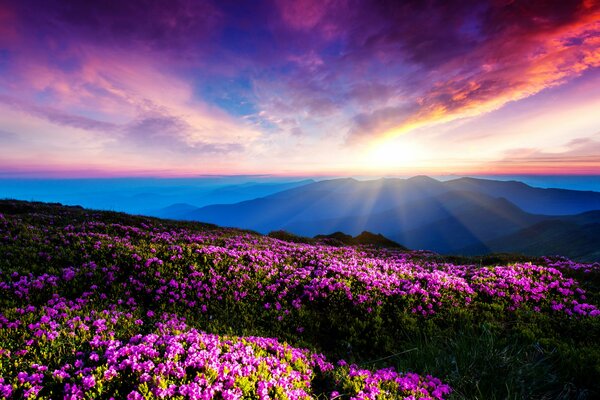 Strahlen der untergehenden Sonne über Bergen und Blumen