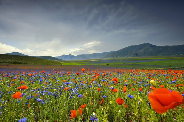 A huge field of tulips and mountains in the distance