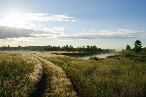 Wanderweg auf der grünen Sommerwiese