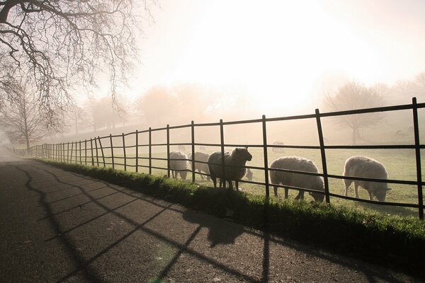 Morning fog with sheep, landscape