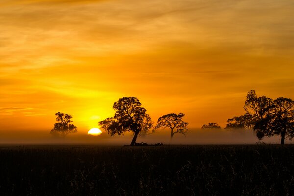 Silhouette d arbres sur fond de coucher de soleil