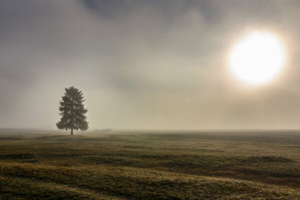 Samotne drzewo stoi we mgle