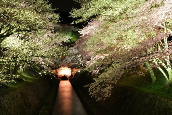 Passeggiata sul canale notturno con fiori di ciliegio