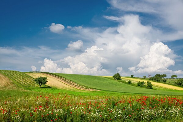 Summer field with flowers and green grass