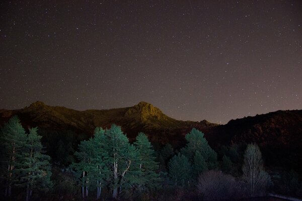 Ночной лес звезды на небе