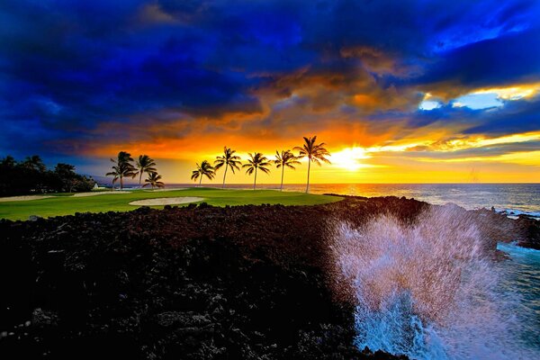 Palmeras junto al mar