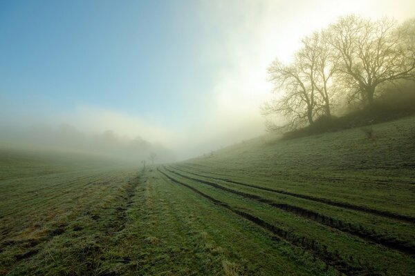 Matin brumeux dans le champ