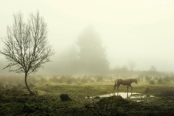 Das Pferd steht in der Nähe einer Pfütze im Nebel