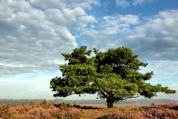 Grüner Baum in einem blühenden Feld