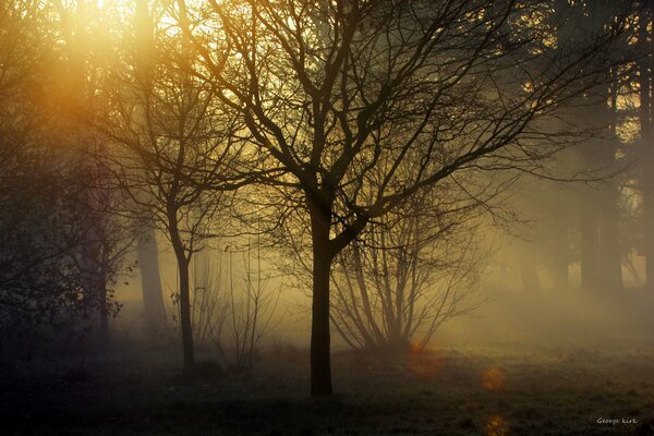 Niebla mágica en el bosque