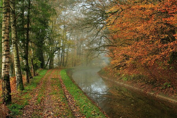 Fiume nel parco autunnale con betulle