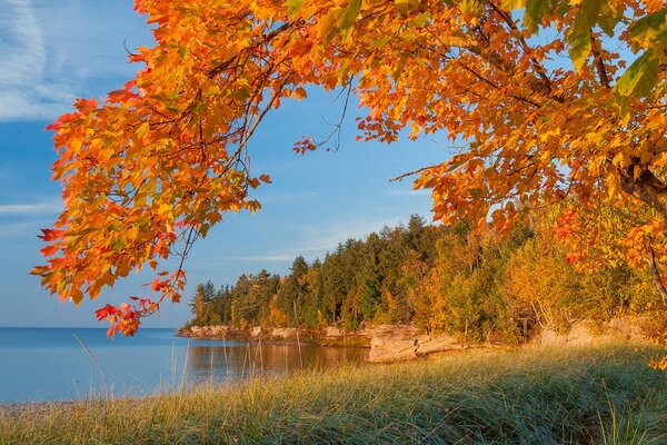 Ein roter Herbstbaum hängt über dem See. In der Ferne sieht man den Wald