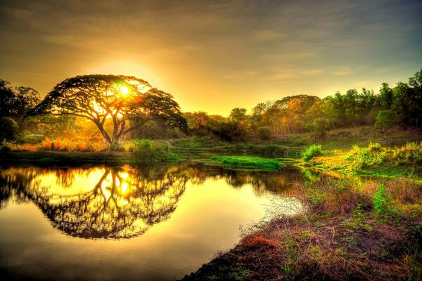 Paisaje fantástico: el árbol y el sol se reflejan en el estanque