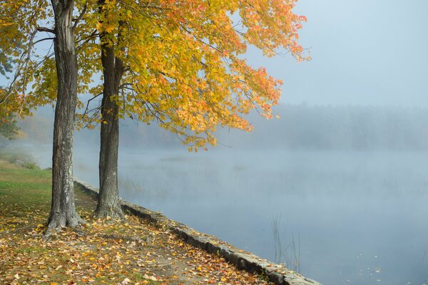 Herbstbäume am nebligen Wasser