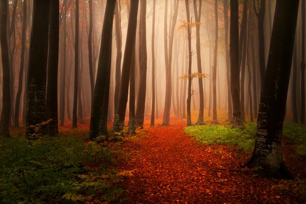 Rosa Nebel im düsteren Wald