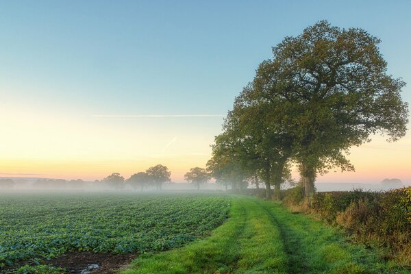 Brouillard matinal sur un champ vert