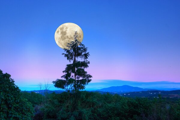 Pleine lune suspendue au - dessus de l arbre du crépuscule
