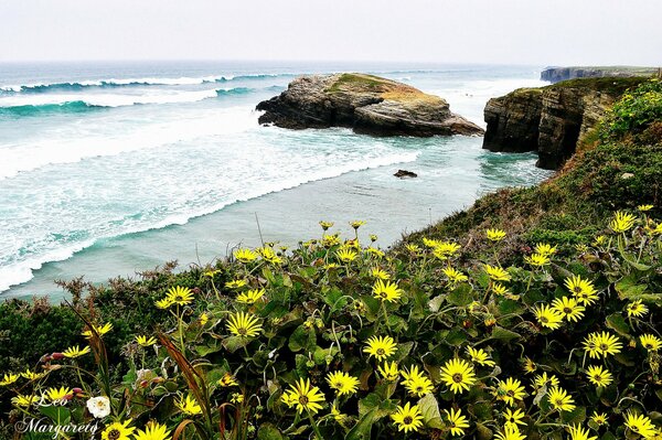 Flores en la playa