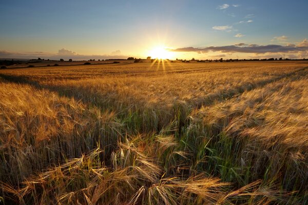 Photo du soleil au milieu du champ