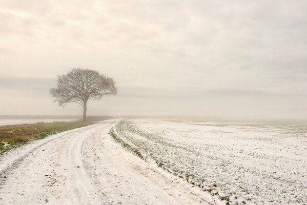 Einsamer Baum im Feld an der Winterstraße