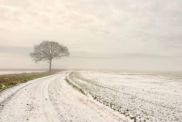 Одинокое дерево в поле у зимней дороги