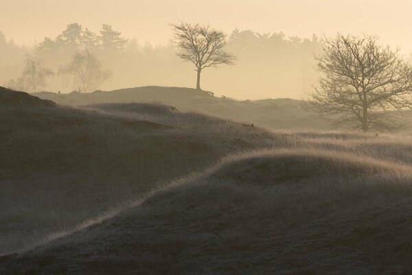 Foggy morning in the forest