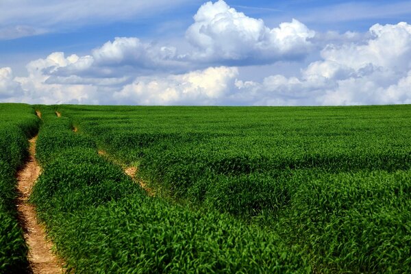 Beautiful landscape road in the middle of the field