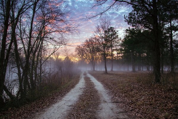 Niebla espesa en el hermoso bosque