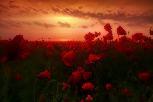 Dawn on the poppy field