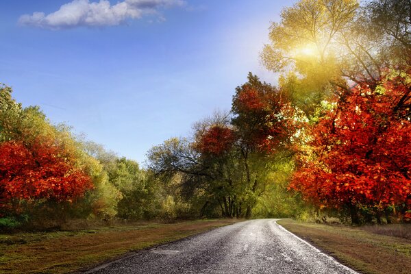 Die Sonne bricht durch die Herbstbäume