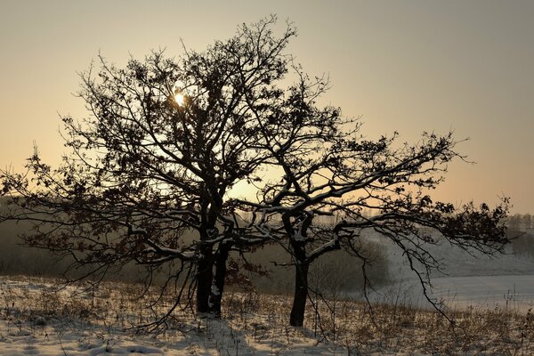 Paisaje de invierno árbol solitario
