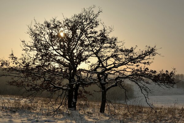 Paesaggio invernale albero solitario