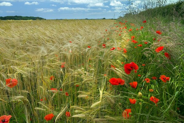 Feld mit roten Mohnblumen