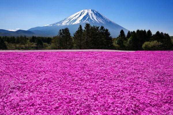 Fleurs roses sur fond de forêt et de montagne avec un ciel bleu clair