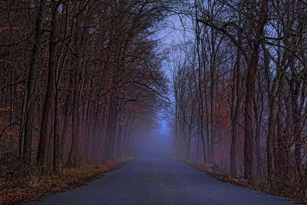 Forêt d automne avec une route brumeuse