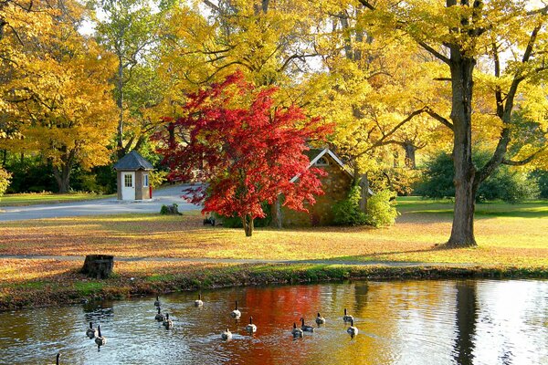 Bosque de otoño. casa en el bosque. patos en el estanque