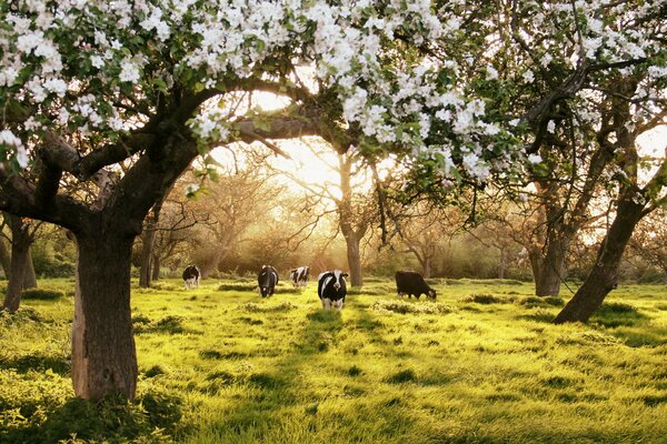 Jardin de printemps en fleurs avec des vaches