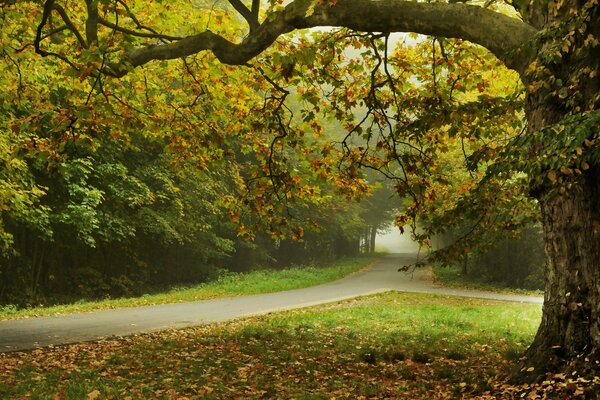 Paisaje romántico del parque de otoño con un camino entre los árboles
