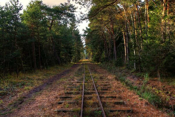 Chemin de fer abandonné dans la forêt