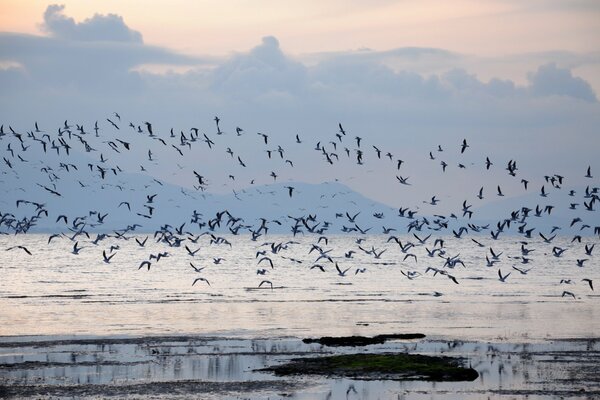 Troupeau d oiseaux sur la baie à l aube