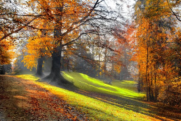 Parque de otoño en el sol