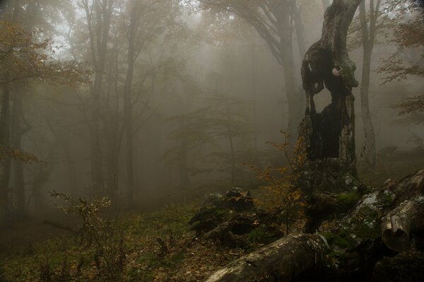 Bosque oscuro envuelto en niebla