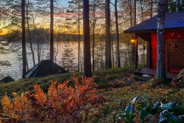 Natural sunset among trees and sun