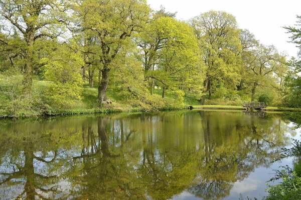 Parco con alberi verdi, fiume e Ponte