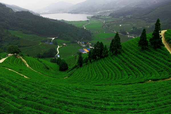 Plantación de té en la ladera de la montaña