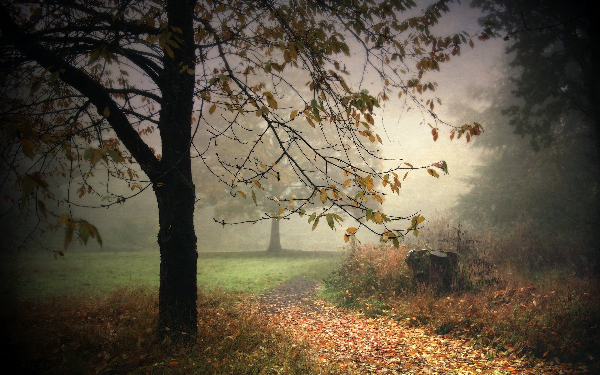 árbol parque niebla fondo naturaleza paisaje